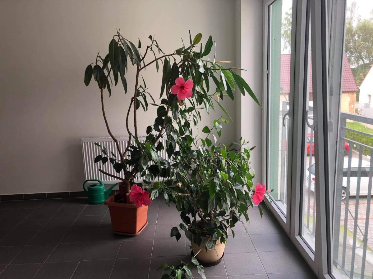 Apartman Na Lukach - Kopretina Třeboň Exterior foto
